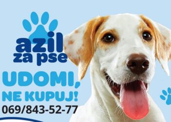 JKP Drugi oktobar: Udomi, ne kupuj!