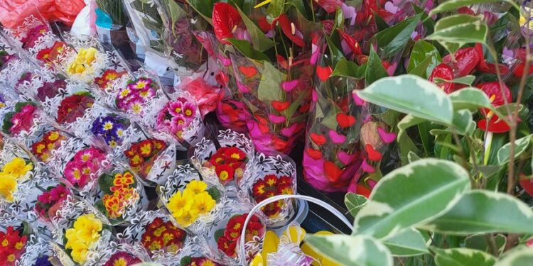Dvodnevni Sajam cveća: Velika ponuda na Gradskom trgu u Vršcu