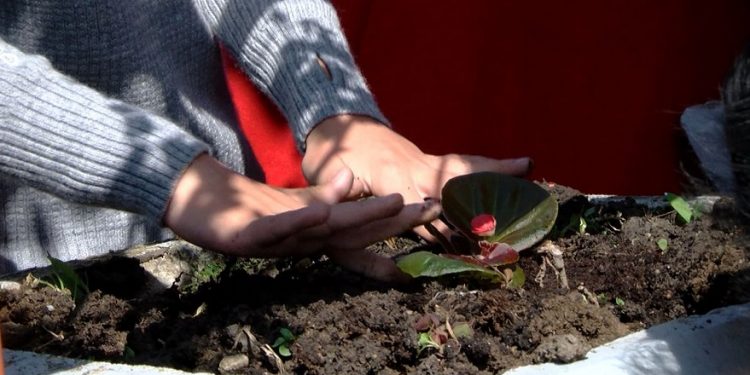 Osnovci i korisnici Gerontološkog centra zajedno sadili cveće