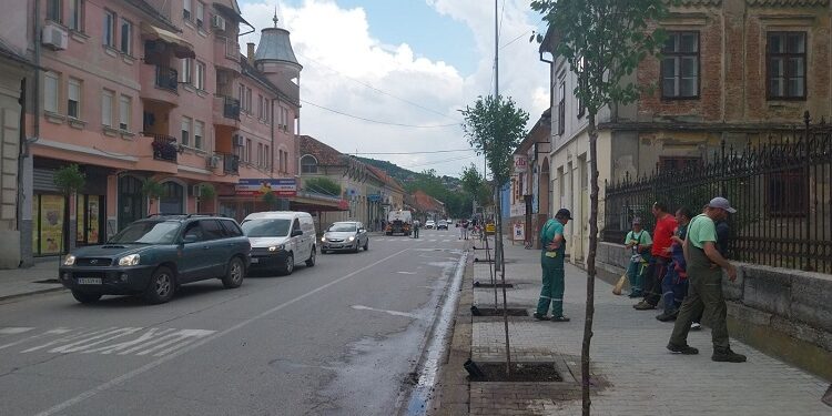 JKP Drugi oktobar: 40 sadnica sibirske višnje od danas krase ulicu Vuka Karadžića