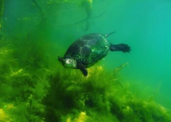 Fotografija Marka Lazarevića najbolja na takmičenju u podvodnoj fotografiji