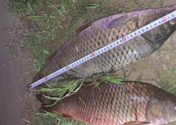 Našli mrežu dugu 4 kilometra: Sprečena krađa ribe u vreme mresta na kanalu DTD (VIDEO)