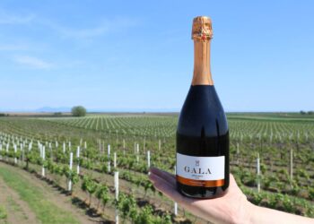 Proglašena najbolja vina Banata za 2023. godinu – najbolje crveno stiže iz Banatskog Karlovca