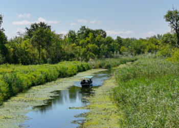 Specijalni rezervat prirode “Carska bara” kod Zrenjanina mesto za prave ljubitelje prirode