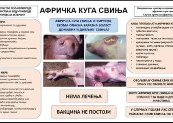 Delovi Grada Vršca i Opštine Bela Crkva pogođeni Afričkom kugom svinja