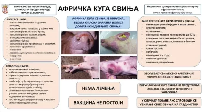 Delovi Grada Vršca i Opštine Bela Crkva pogođeni Afričkom kugom svinja
