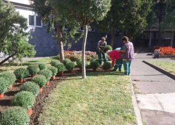 Počela jesenja sadnja cveća u Vršcu: Više od 15.000 sadnica na javnim površinama