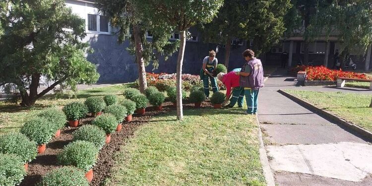 Počela jesenja sadnja cveća u Vršcu: Više od 15.000 sadnica na javnim površinama