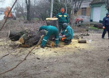 JKP Drugi oktobar orezuje i uklanja bolesna stabla u vrtićima i osnovnim školama