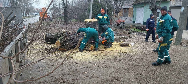 JKP Drugi oktobar orezuje i uklanja bolesna stabla u vrtićima i osnovnim školama