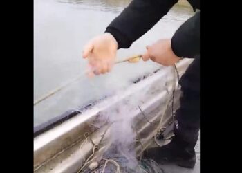 Sjajna akcija ribočuvara i policije: Zaplenjeni auto, čamac, mreže…lopovi spas potražili u vodi (VIDEO)