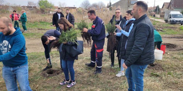Udruženje mladih Vrščana „Iz principa“ nastavlja akciju pošumljavanja