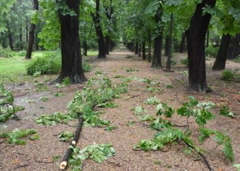 JKP Drugi oktobar: Jak vetar u Vršcu, ne ulazite u park, pazite gde parkirate…