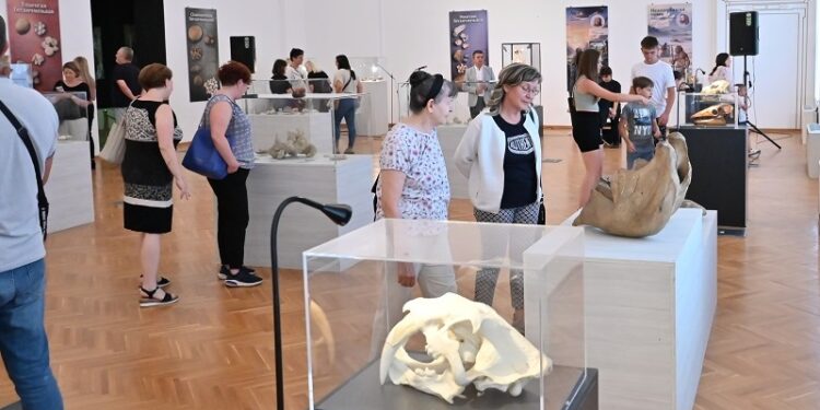 Svet pre civilizacije: Fosili iz beogradskog Prirodnjačkog muzeja izloženi u Vršcu