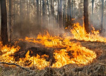 Vatrogasne jedinice sprečile širenje požara u ataru sela Kupinik i Dužine