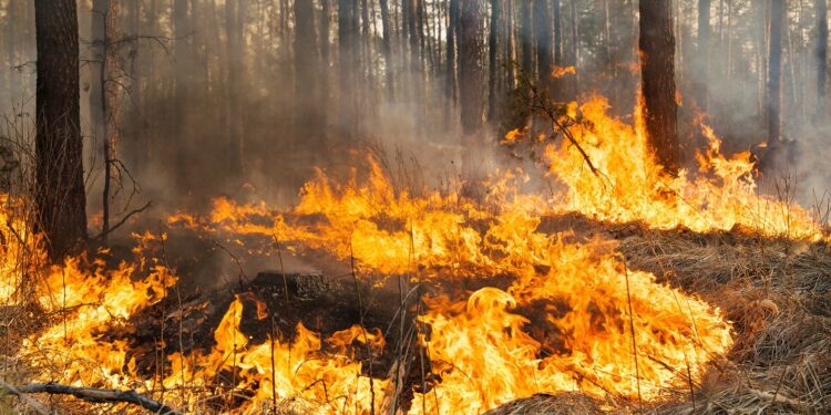 Vatrogasne jedinice sprečile širenje požara u ataru sela Kupinik i Dužine