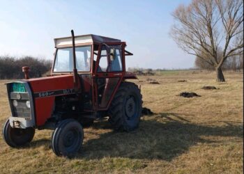 Pošumljavanje rekultivisanog zemljišta u Velikoj Gredi