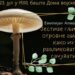 Predavanje „Jestive gljive i otrovne zamke: kako ih razlikovati i sačuvati“