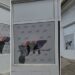 Napadnute prostorije SNS u Banatskom Karlovcu (VIDEO)