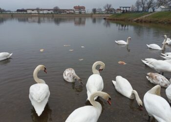 APEL JKP DRUGI OKTOBAR GRAĐANIMA: Ne hranite labudove hlebom