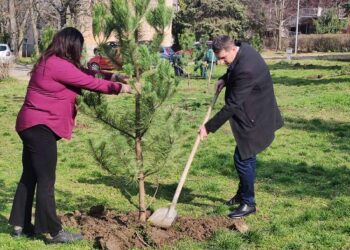 JKP Drugi oktobar obnovilo park zimzelena na Sunčanom trgu