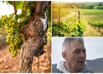 Vinarija Nedin za RTS1: Hoće li rat u svetu uticati i na cenu vina?