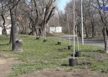 U Vršcu posađeni javori: Velika akcija pošumljavanja JKP Drugi oktobar