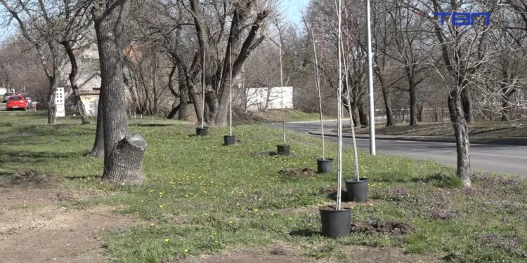 U Vršcu posađeni javori: Velika akcija pošumljavanja JKP Drugi oktobar