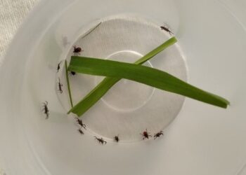 Tretman suzbijanja krpelja u Opštini Plandište zakazan za 24. april
